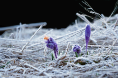 Kwiecień 2017 - Krokusy w Dolinie Chochołowskiej
